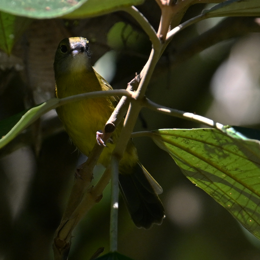 White-shouldered Tanager From Agujitas De Drake, Provincia De 