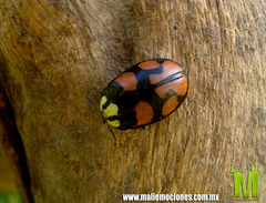 Ogdoecosta biannularis