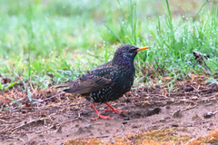 Sturnus vulgaris