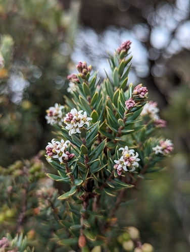 Acrothamnus suaveolens (Acrothamnus suaveolens)