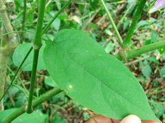 Passiflora serratifolia