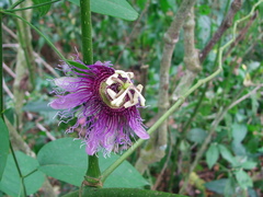 Passiflora serratifolia