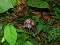Passiflora serratifolia