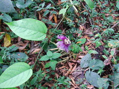 Passiflora serratifolia