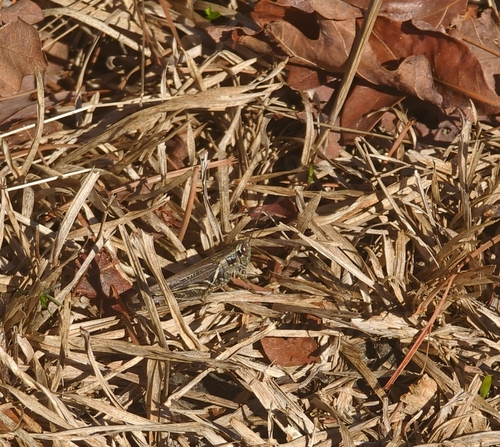 Migratory Grasshopper photo 4