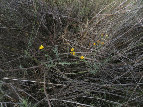 Image of Xanthisma junceum by no rights reserved