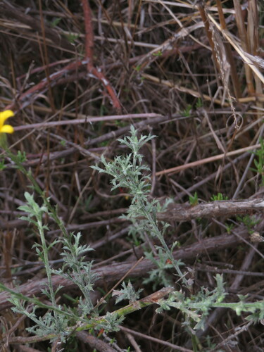 Image of Xanthisma junceum by no rights reserved