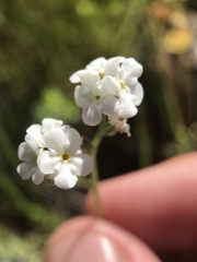 Cryptantha clevelandii