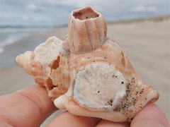 Notomegabalanus decorus