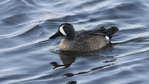 Cerceta aliazul (Spatula discors)
