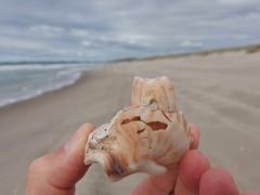 Notomegabalanus decorus