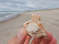 Notomegabalanus decorus