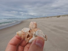 Notomegabalanus decorus