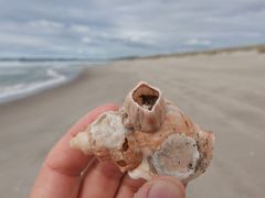 Notomegabalanus decorus