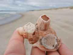 Notomegabalanus decorus