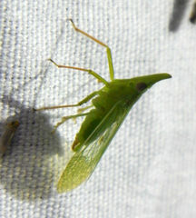 Rhynchomitra microrhina