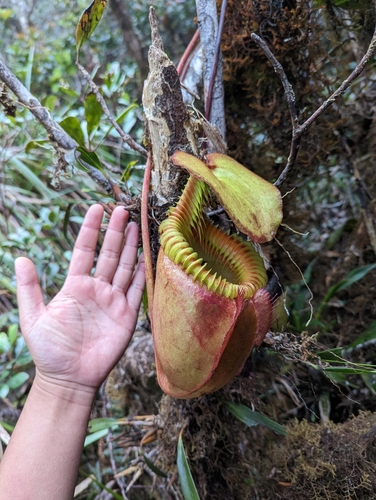Nepenthes villosa