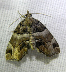 Cutina distincta
