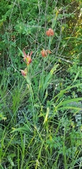 Iris fulva