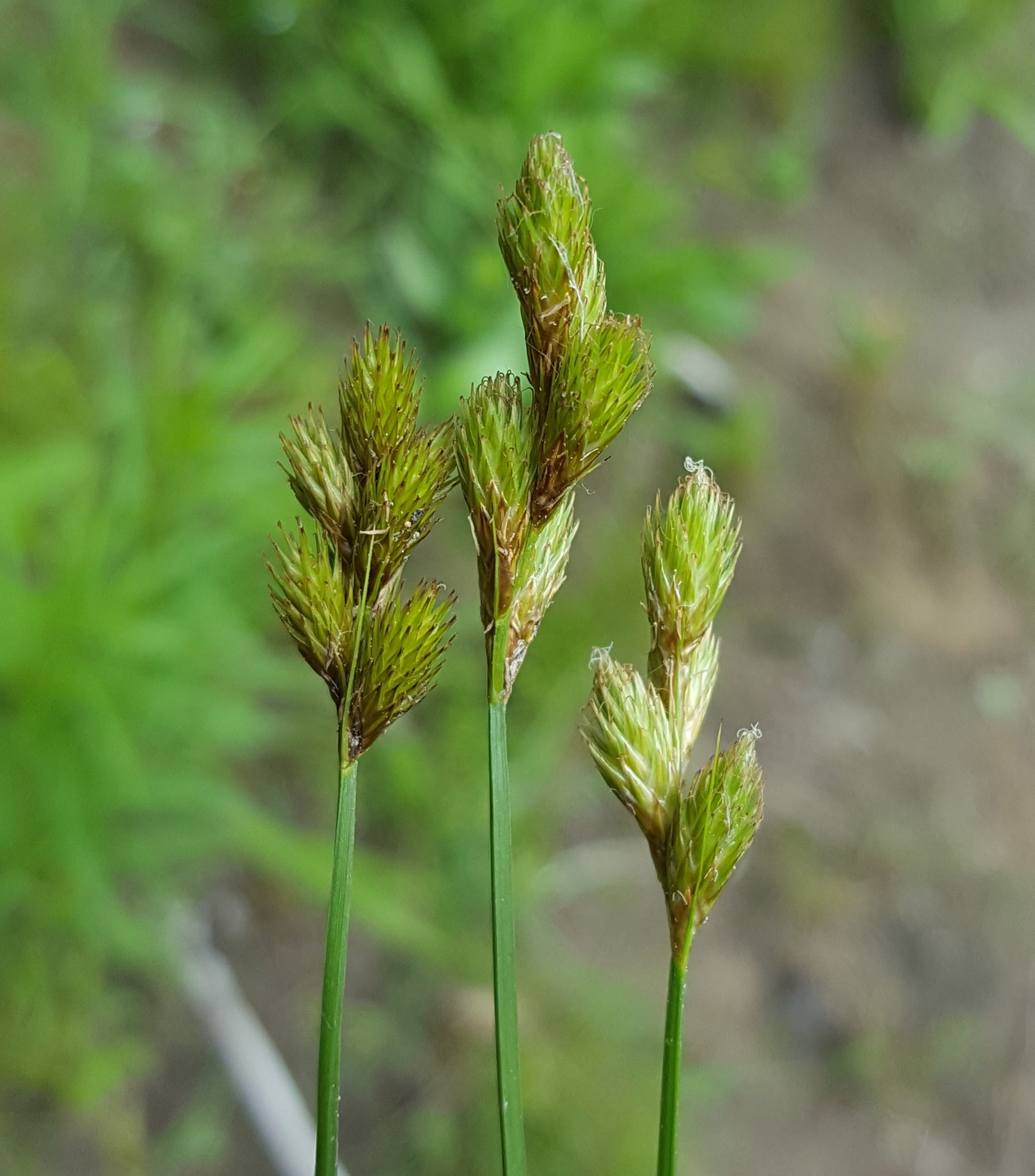 Carex scoparia