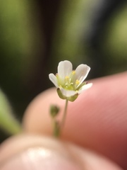 Minuartia