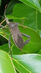 Acanthocephala terminalis image
