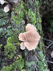 Schizophyllum commune