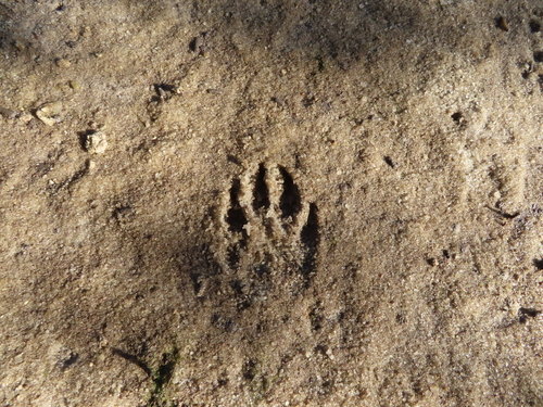 Raccoon Tracks – NatureTracking