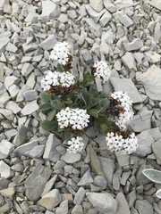 Chatham Island forget-me-not (Myosotis traversii)