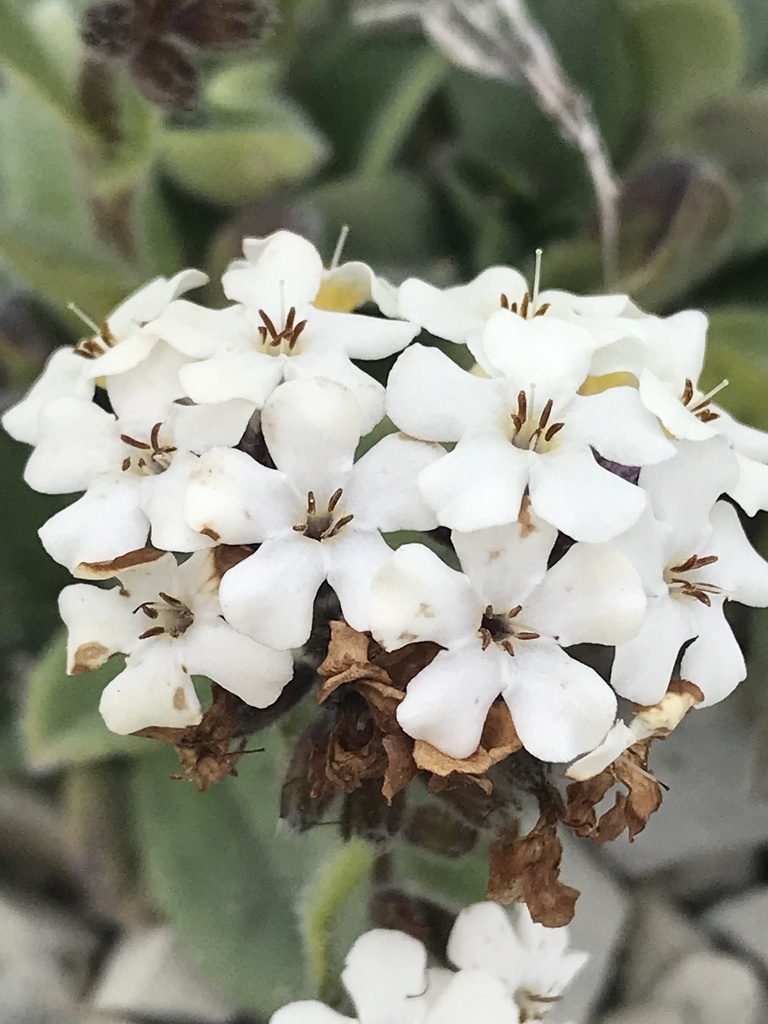 Myosotis traversii