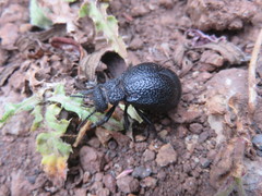 Meloe tuccius