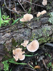 Schizophyllum commune