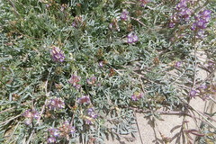 Astragalus arizonicus