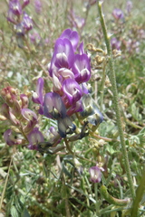 Astragalus arizonicus