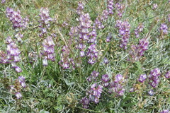 Astragalus arizonicus