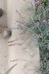 Astragalus arizonicus