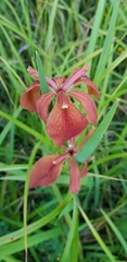 Iris fulva