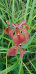 Iris fulva