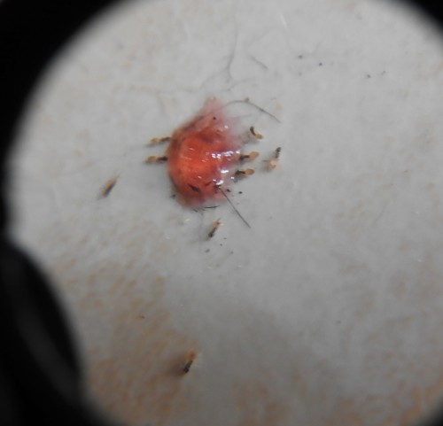 Ghost ant