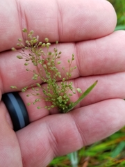 Dichanthelium scoparium