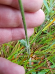 Dichanthelium scoparium