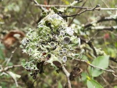 Heterodermia echinata