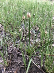 Eleocharis bifida