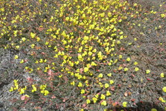 Acmispon neomexicanus