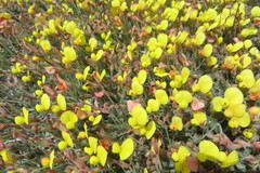 Acmispon neomexicanus