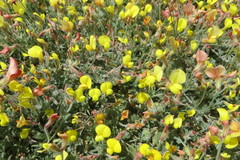 Acmispon neomexicanus