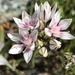 Allium haematochiton - Photo ללא זכויות יוצרים, הועלה על ידי Kyle Nessen
