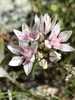 Allium haematochiton - Photo Ningún derecho reservado, subido por Kyle Nessen