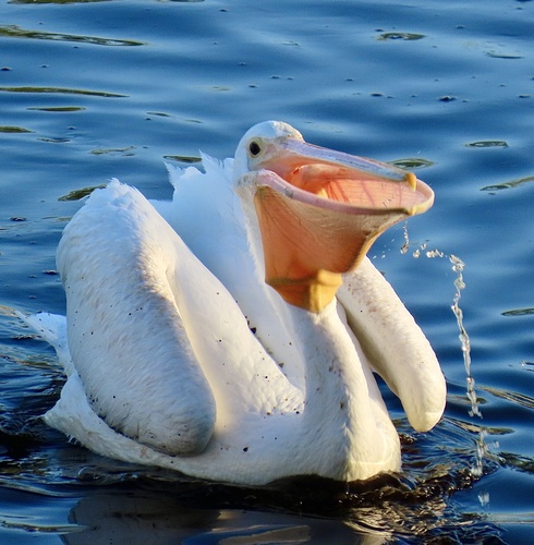 American White Pelican photographed in Nevada