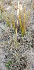 Lilium formosanum